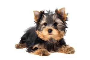 Yorkies for Sale Ireland