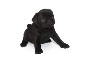 pugs for sale Ireland