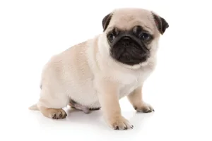 pugs for sale Ireland