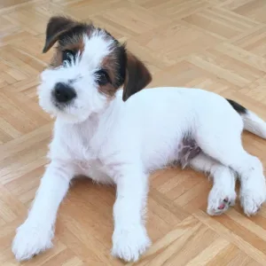 jack russell puppies for sale in ireland​