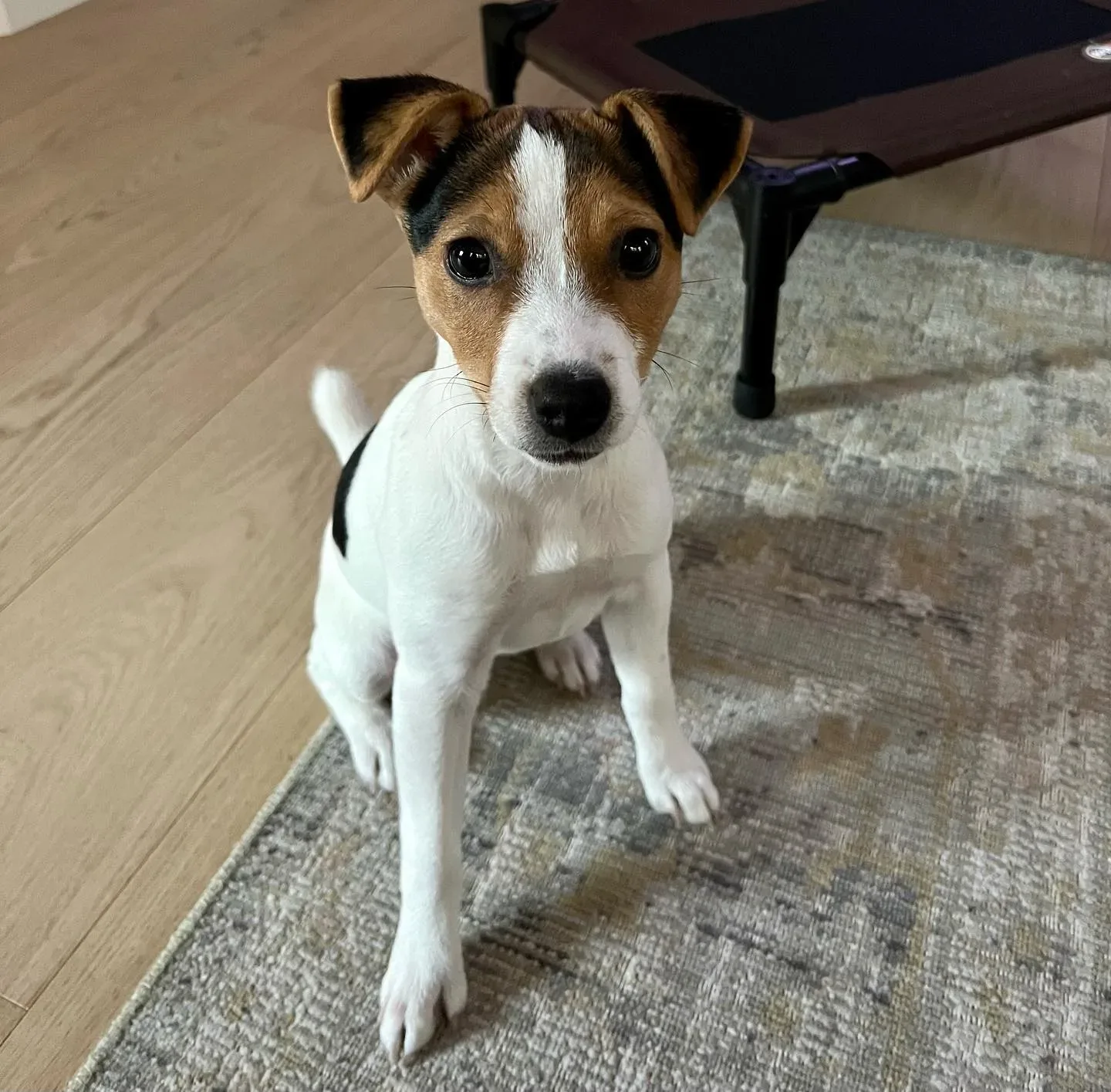 jack Russell for sale