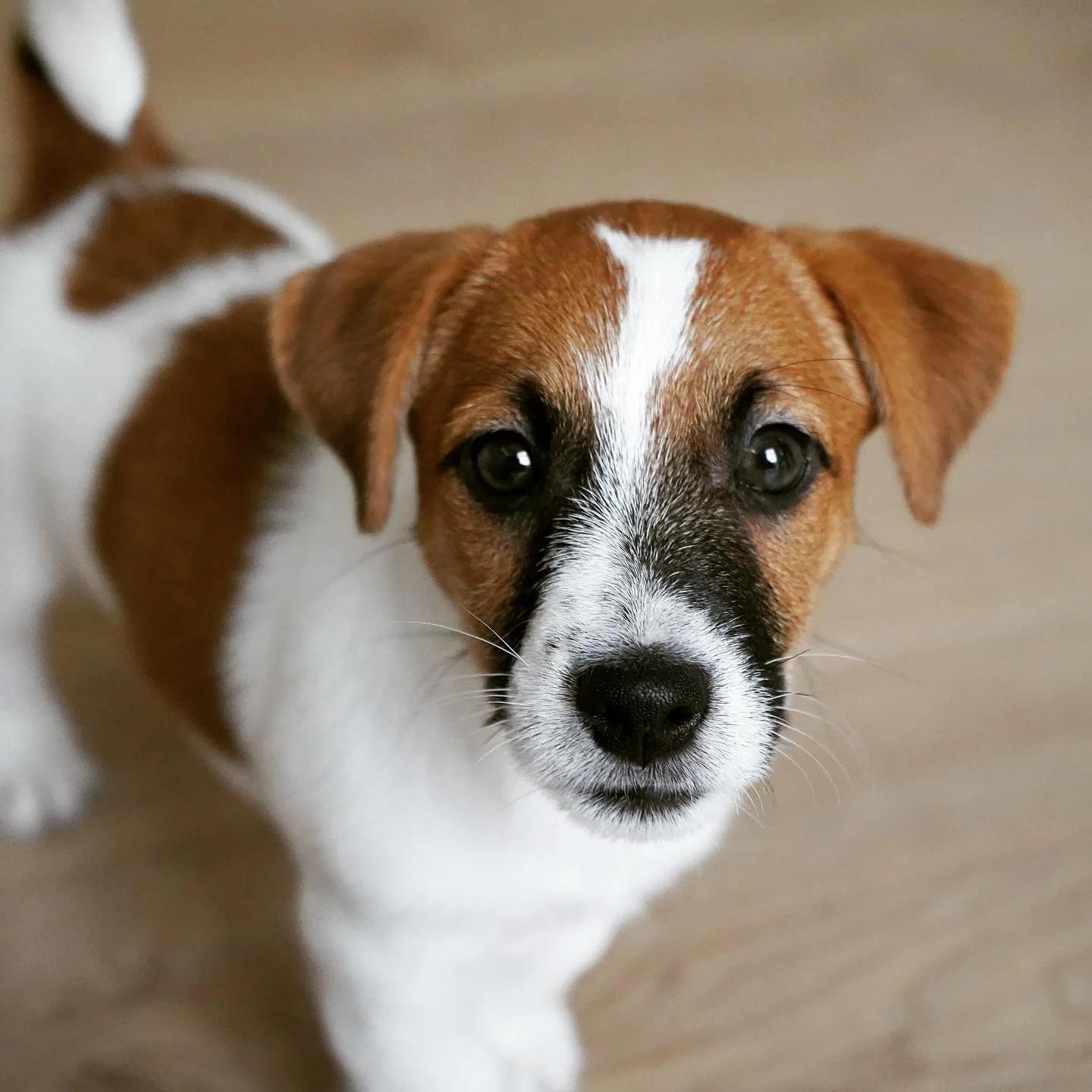 jack russell dogs for sale