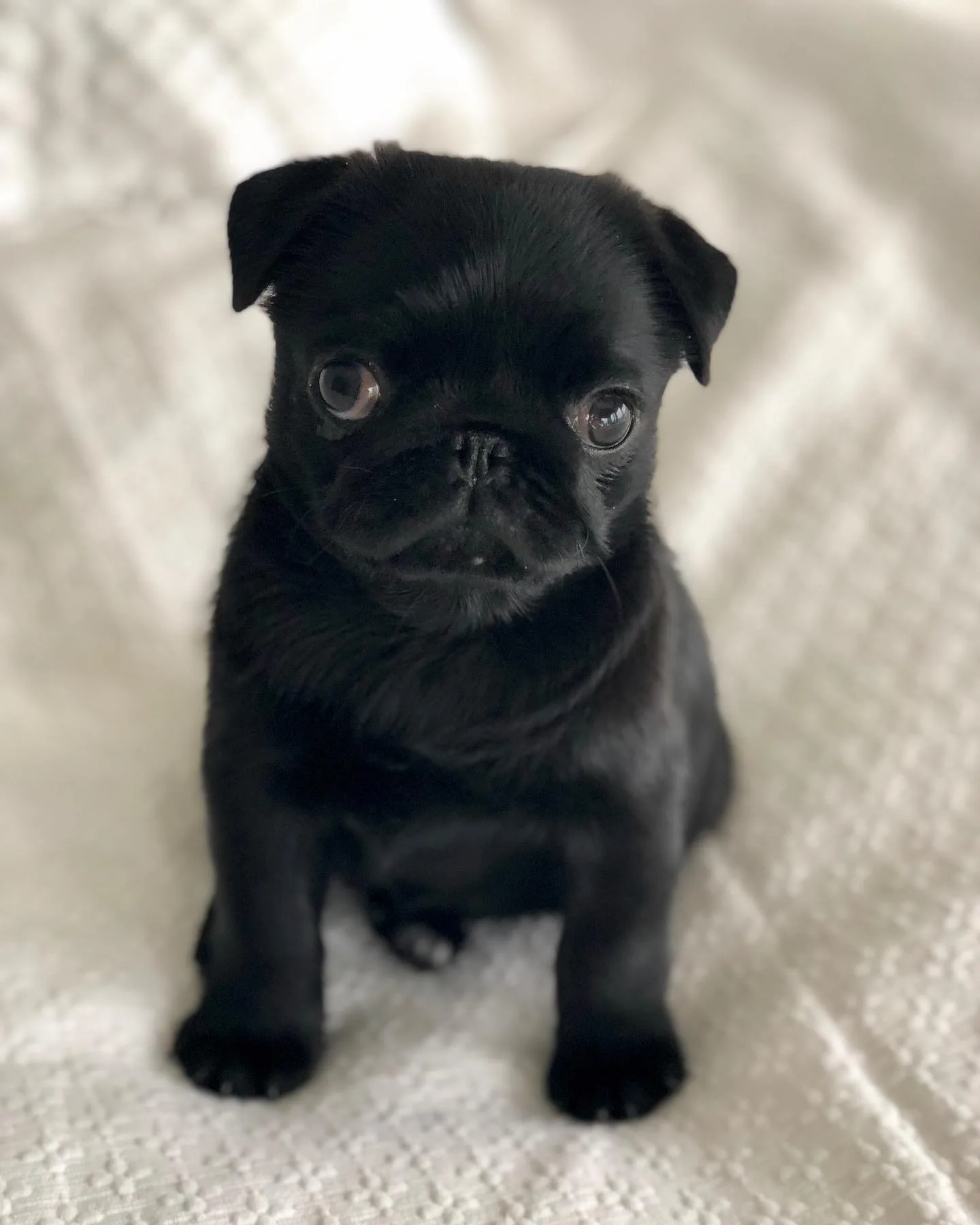 pugs for sale ireland