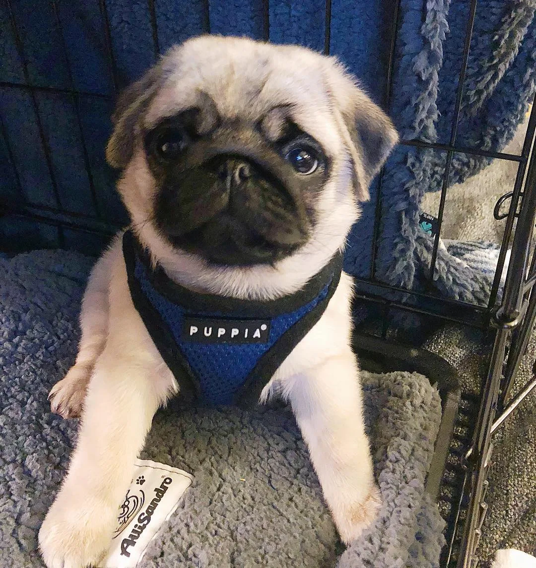 pug puppies for sale northern ireland