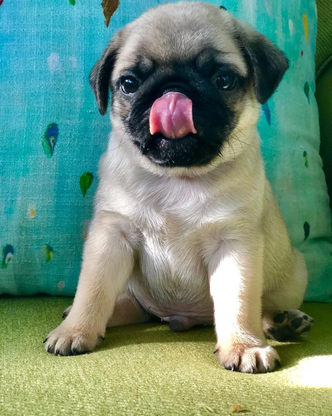 pug puppies for sale ireland