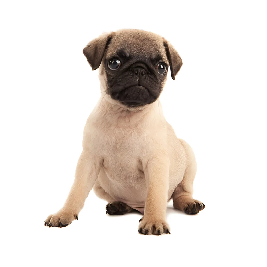 Dogs and Puppies for Sale in Ireland