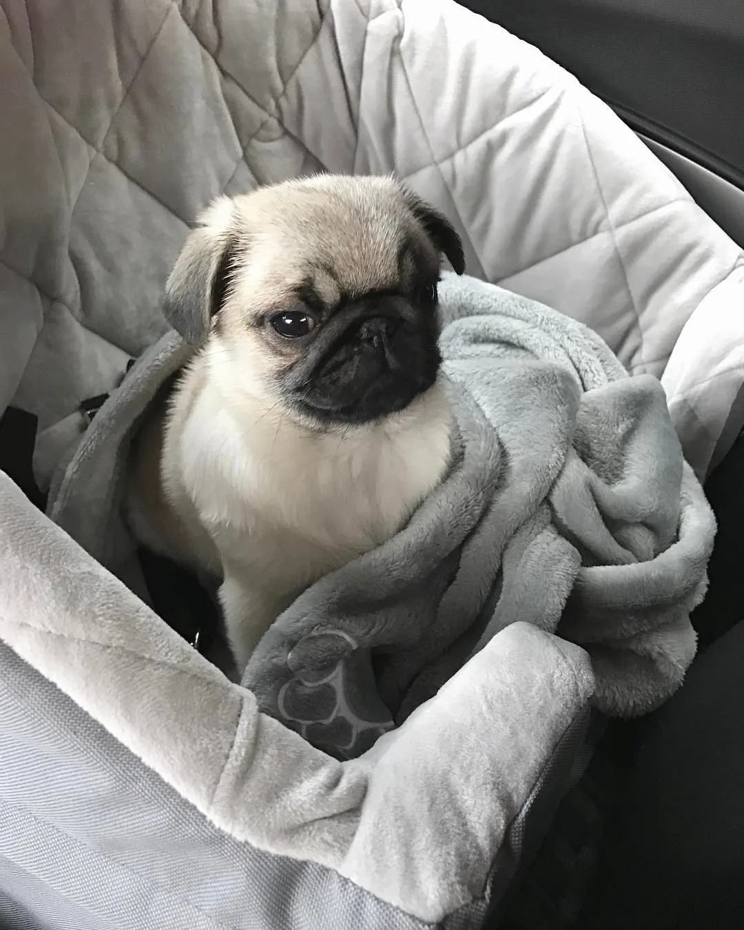 pugs for sale near me
