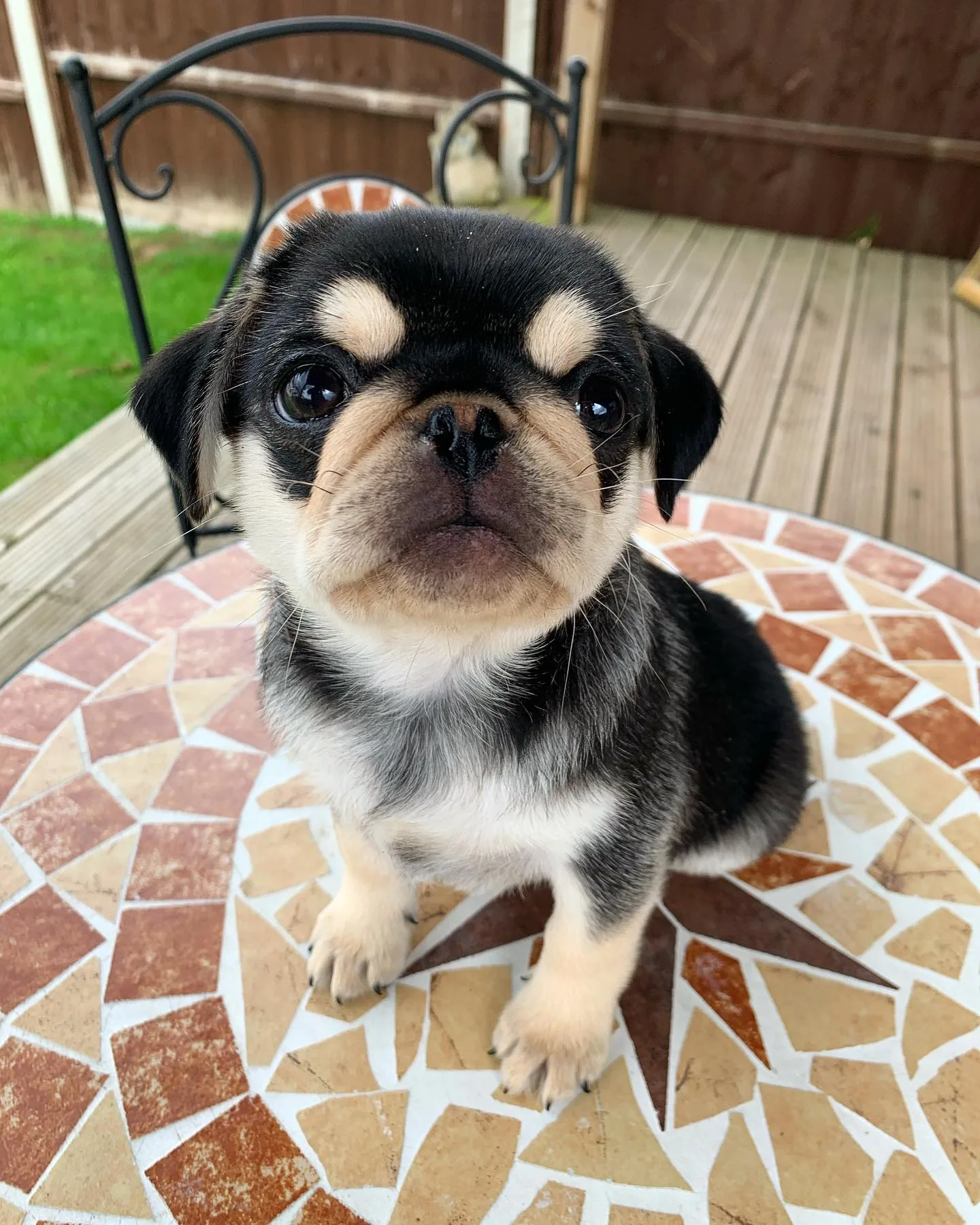 black pugs for sale ireland​