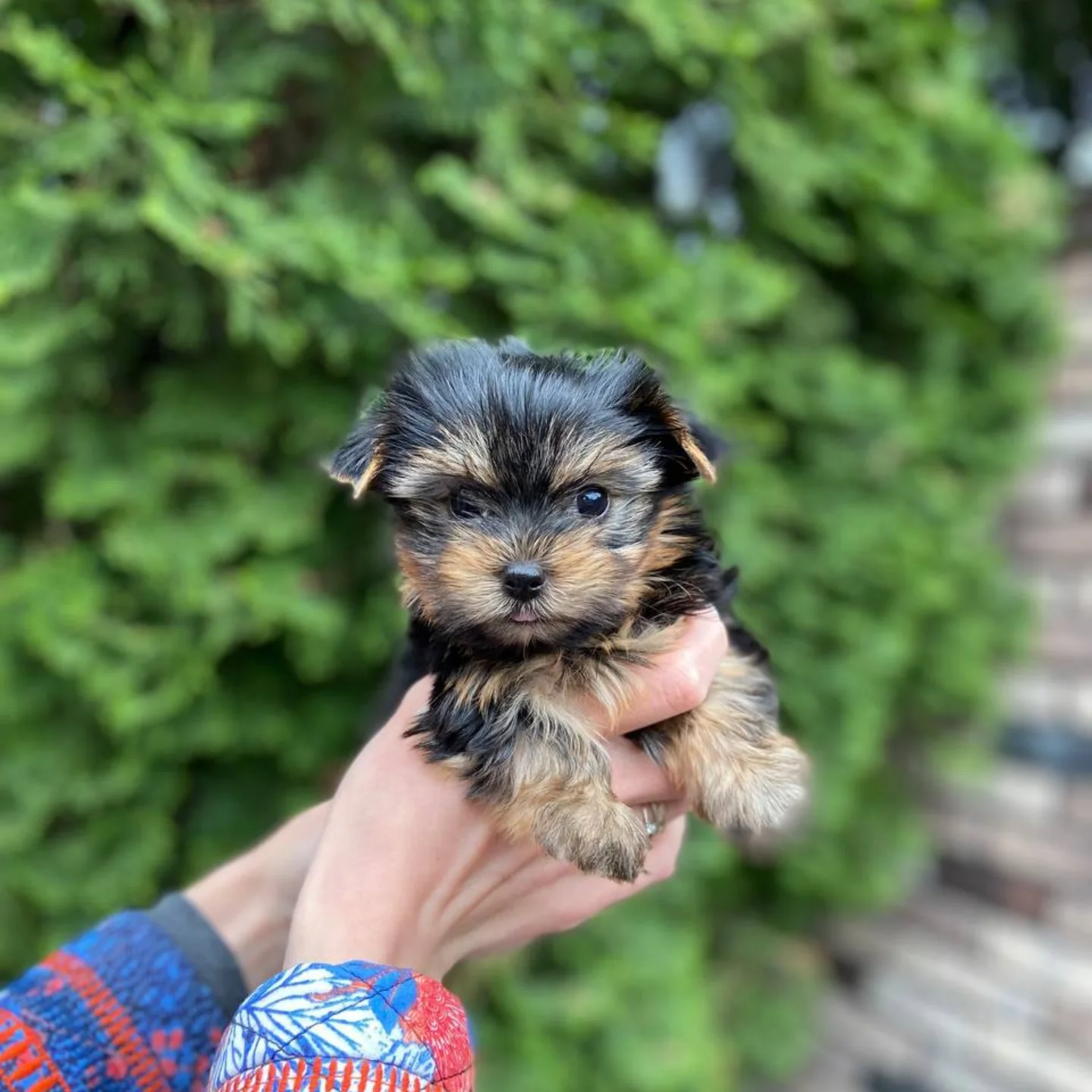 teacup Yorkie puppies for sale in Ireland