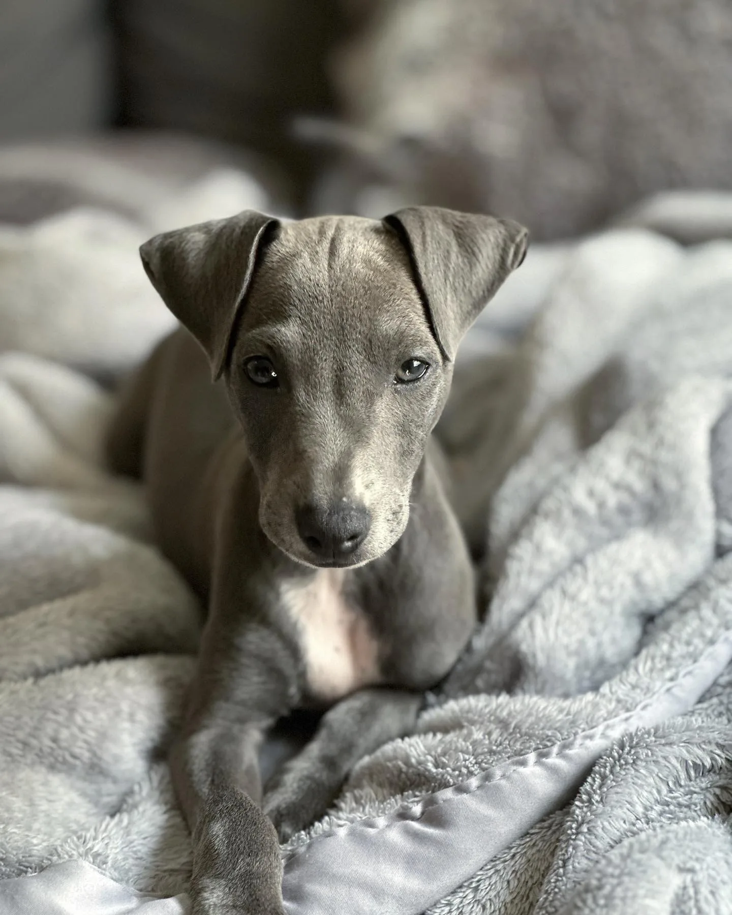 greyhound pups for sale ireland