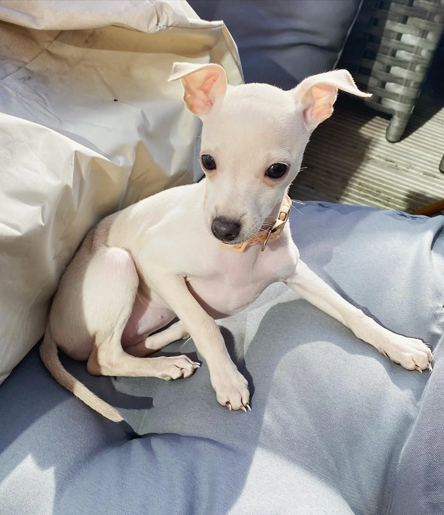 greyhound data pups for sale